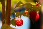 Raspberry crop ripe for picking