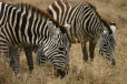 Zebras in the Ngorogoro crater