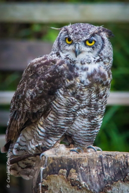 Desmond the Great Horned Owl