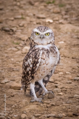 Flint the Burrowing Owl looks out for her next meal